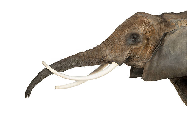 istock Close up of an African Elephant lifting its trunk, isolated 453659615