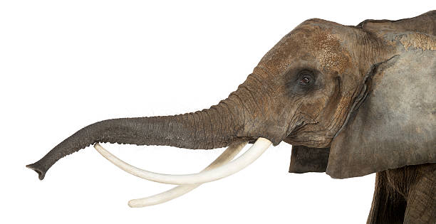 istock Close up of an African Elephant lifting its trunk, isolated 453659619