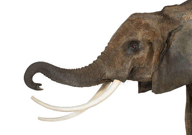 istock Close up of an African Elephant lifting its trunk, isolated 453659621