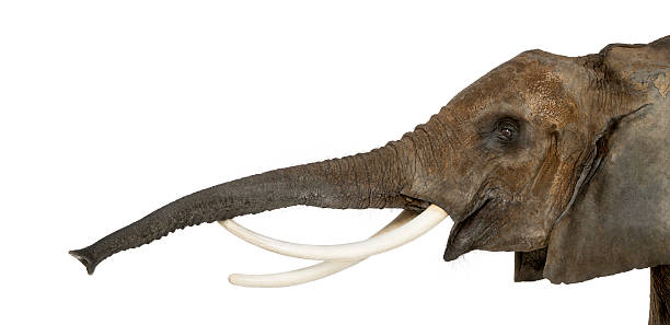 istock Close up of an African Elephant lifting its trunk, isolated 453659625