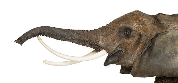 istock Close up of an African Elephant lifting its trunk, isolated 453659629