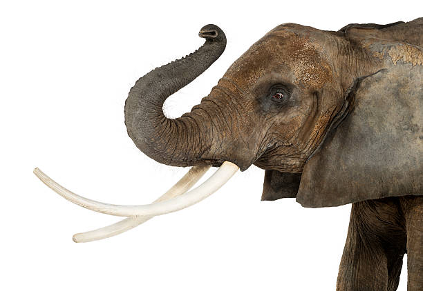istock Close up of an African Elephant lifting its trunk, isolated 453659633
