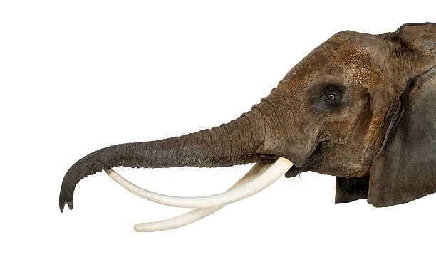 istock Close up of an African Elephant lifting its trunk, isolated 453659639