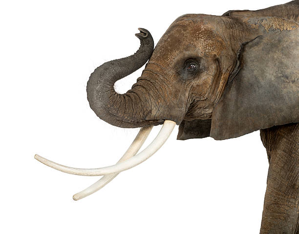 istock Close up of an African Elephant lifting its trunk, isolated 453659641