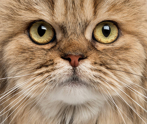 istock Close-up of a British Longhair 453659649