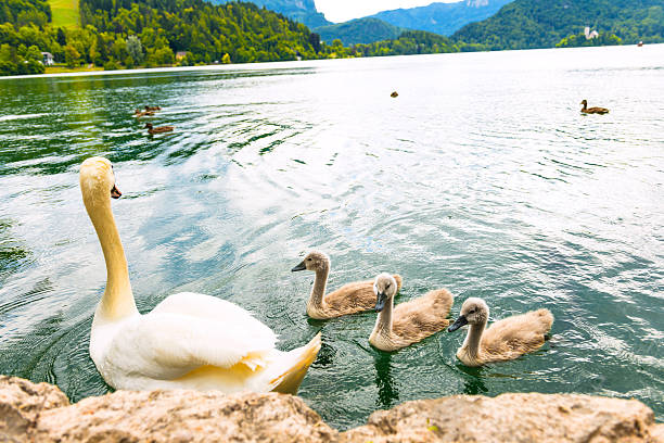 istock Swans on the lake 453659935