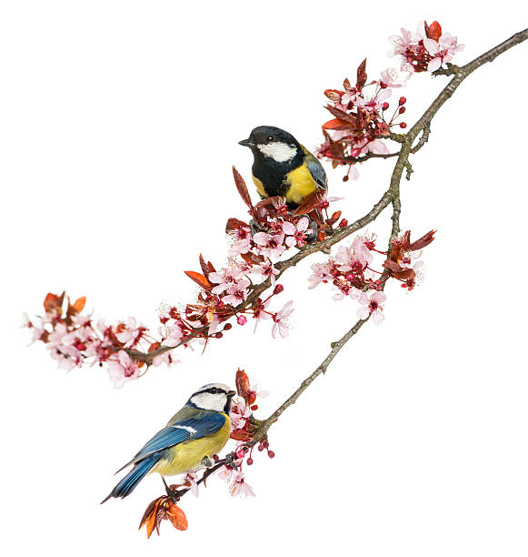 istock A great and blue tit birds perched on a branch with flowers 453660081