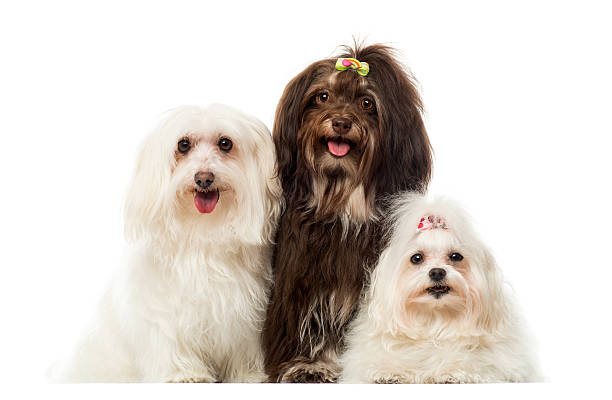 istock Group of panting dogs, Maltese and Havanese, isolated on white 453660111