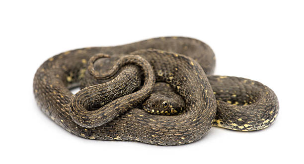 istock Green Whip Snake, Hierophis viridiflavus, isolated on white 453660151