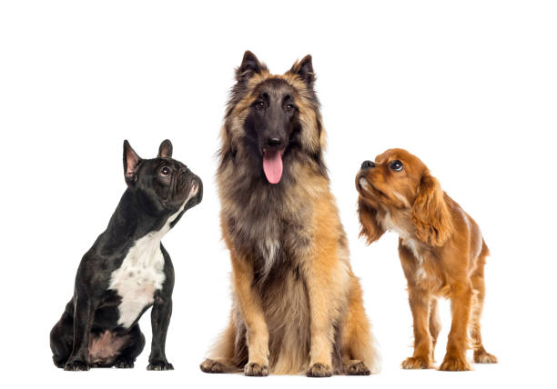istock Group of dog, isolated on white 453660173