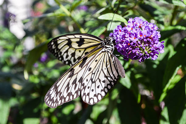 Monarch Butterfly stock photo