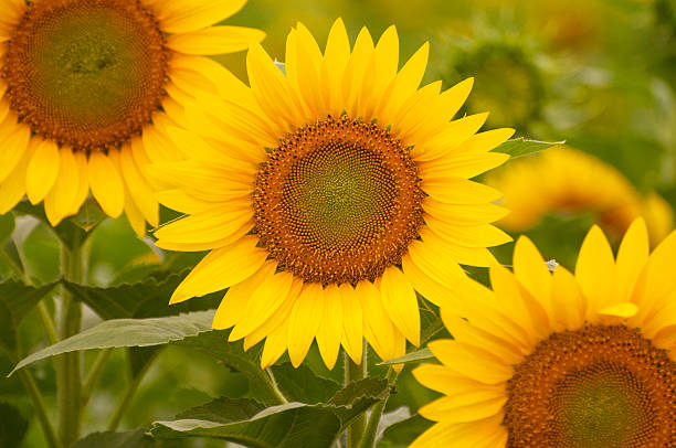 Beautiful Bright Sunflower in Field