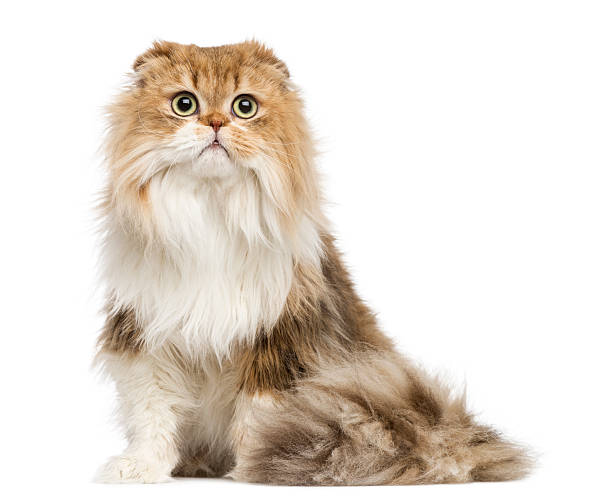 แมวเปอร์เซียมีกี่สายพันธุ์? แมวเปอร์เซียมีกี่สายพันธุ์?