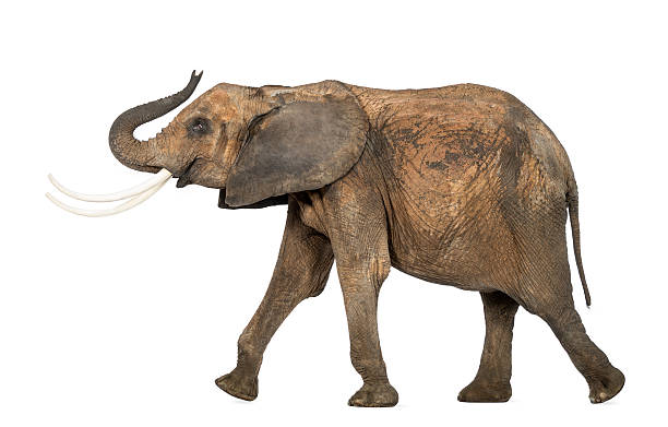 istock Side view of an African elephant lifting its trunk, isolated 453661385