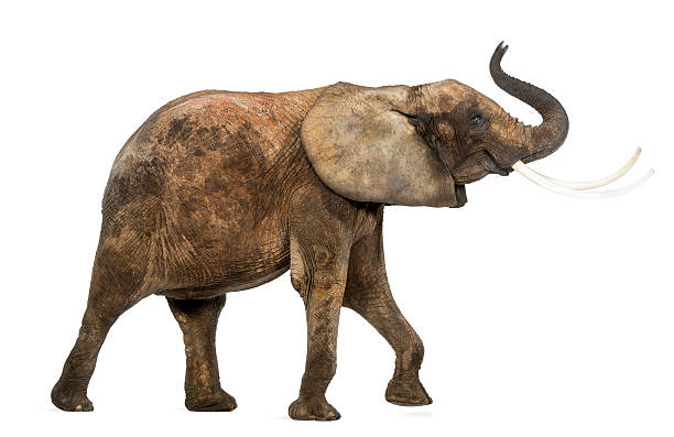 istock Side view of an African elephant lifting its trunk, isolated 453661423