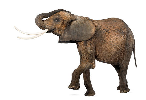 istock Side view of an African elephant performing 453661455
