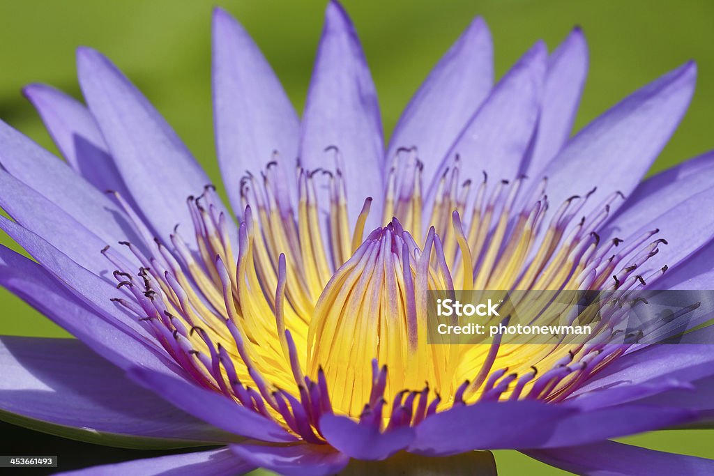 Roxo lotus - Foto de stock de Amarelo royalty-free