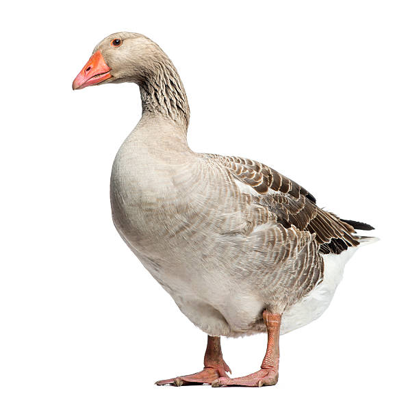 Domestic goose, standing and looking down, isolated on white