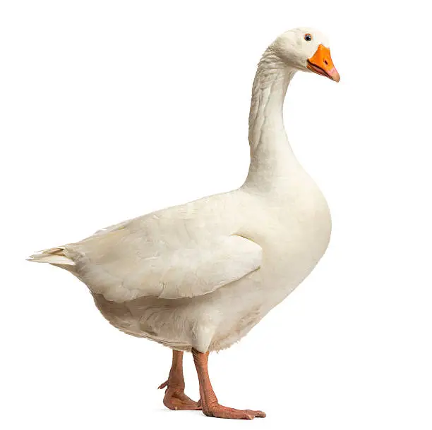 Photo of Domestic goose, standing and looking down, isolated on white