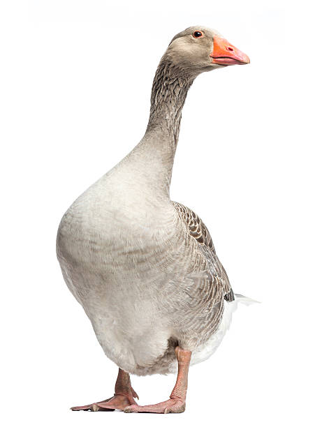 istock Domestic goose, standing, isolated on white 453661623