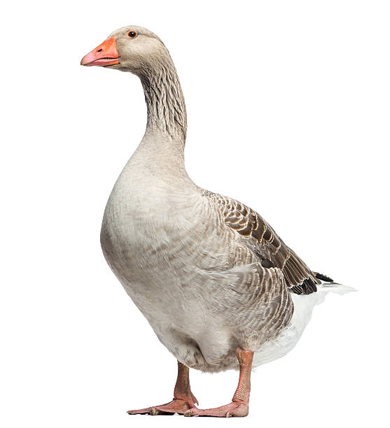 istock Domestic goose, isolated on white 453661631
