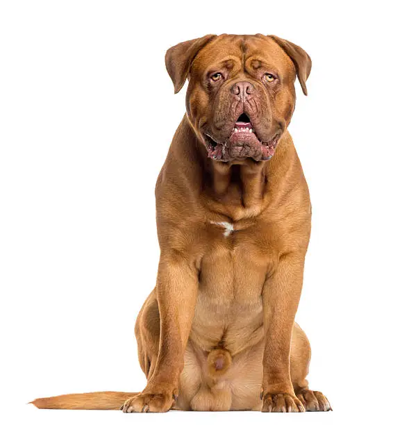 Dogue de Bordeaux sitting and panting, isolated on white