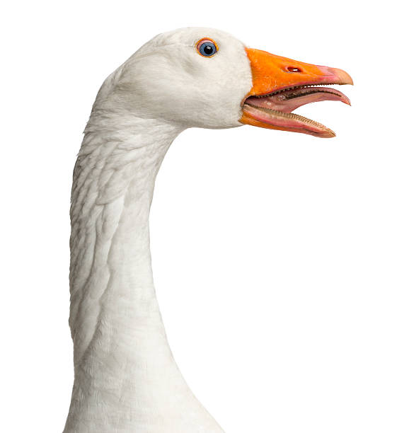istock Domestic goose, clucking, isolated 453661683