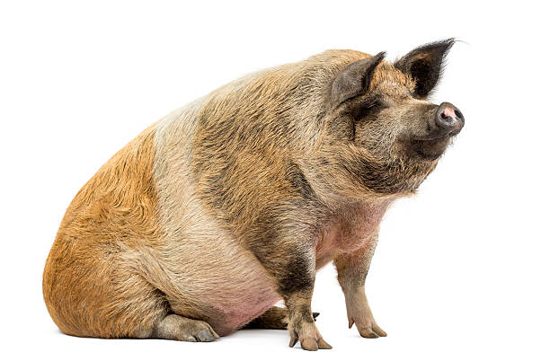 istock Domestic pig sitting and looking away, isolated on white 453661697