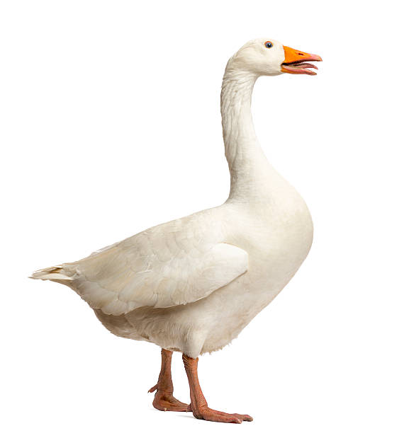 istock Domestic goose, standing and clucking, isolated on white 453661707