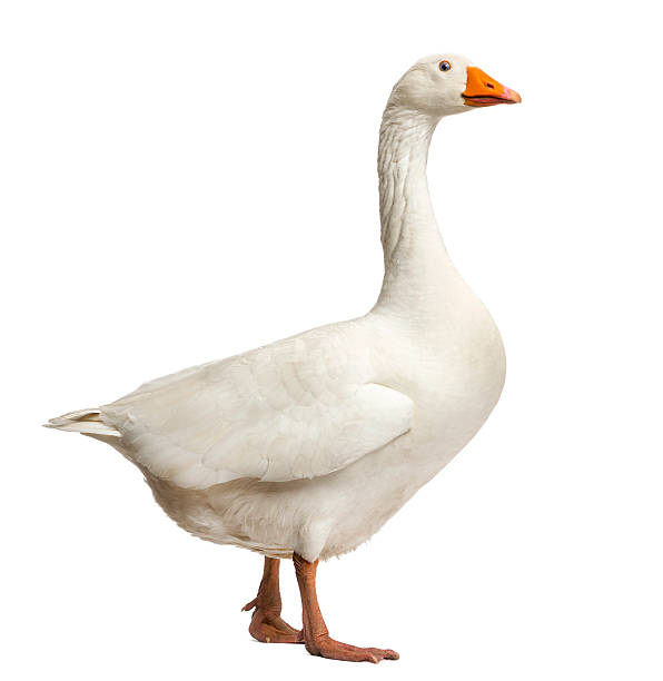 istock Domestic goose, standing, isolated on white 453661735