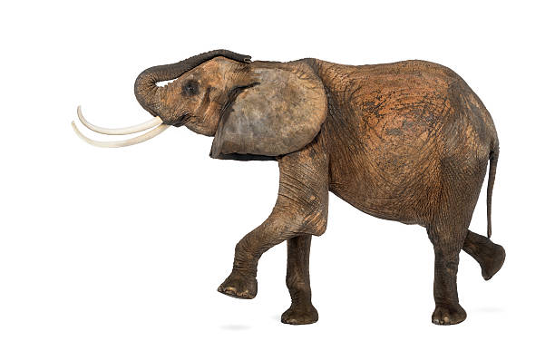 istock Side view of an African elephant performing, isolated on white 453661809