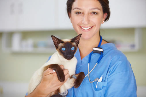 Portrait of a smiling female vet holding a Siamese cat