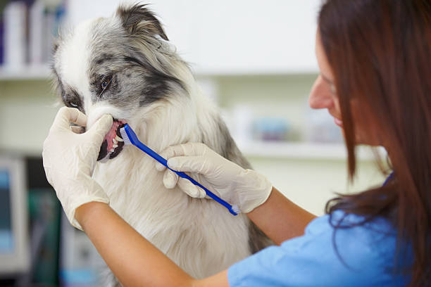 controllare la salute del gatto o cane è di - scrub brush immagine foto e immagini stock