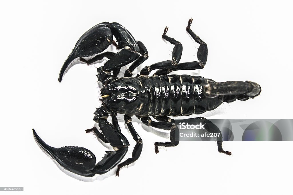 scorpion pusta formularz south east asia - Zbiór zdjęć royalty-free (Bez ludzi)