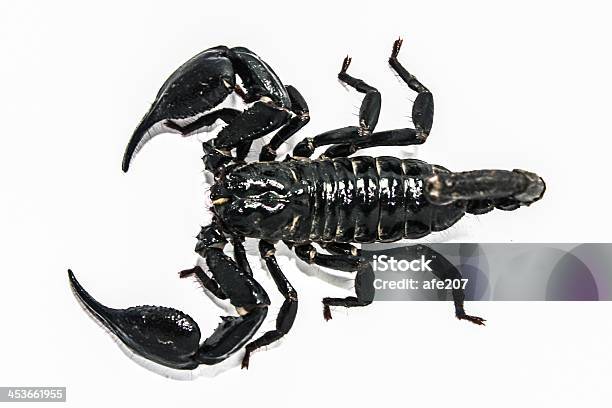 Scorpion Pusta Formularz South East Asia - zdjęcia stockowe i więcej obrazów Bez ludzi - Bez ludzi, Bezkręgowce, Białe tło