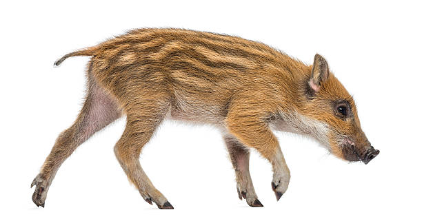istock Wild boar, Sus scrofa, 2 months old, walking and sniffing 453662195