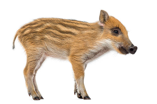 istock Wild boar, Sus scrofa,2 months old, standing, isolated 453662297