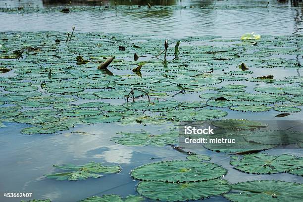 Loto - Fotografie stock e altre immagini di Acqua - Acqua, Ambientazione tranquilla, Ambiente