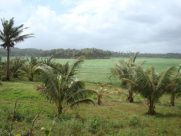 istock Tropical landscape in Sorsogon province, Philippines 453662491