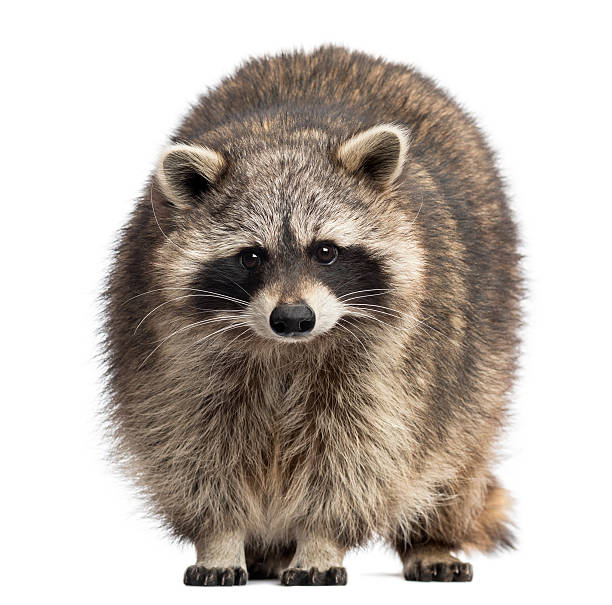 istock Raccoon on all fours staring at camera 453662621