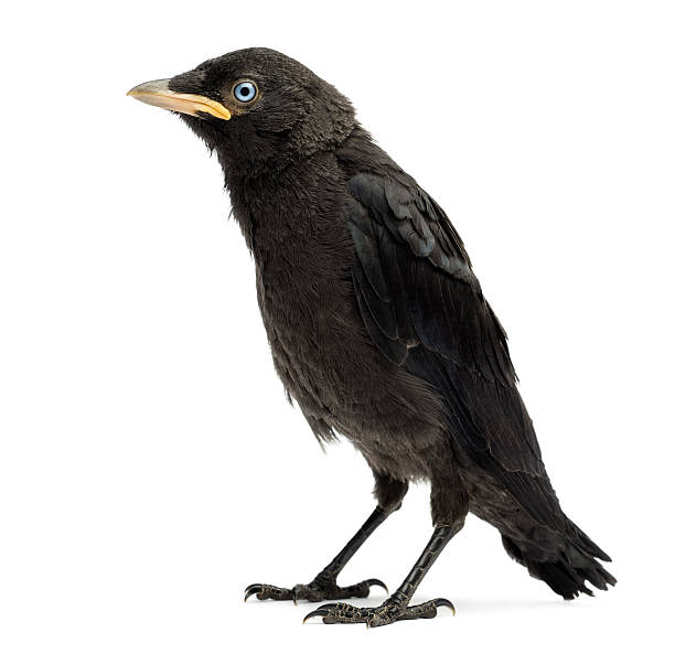 istock Western Jackdaw, Corvus monedula, 20 days old, isolated on white 453662631