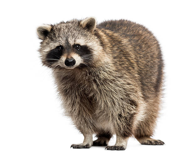 istock Racoon, Procyon Iotor,  standing, isolated on white 453662635