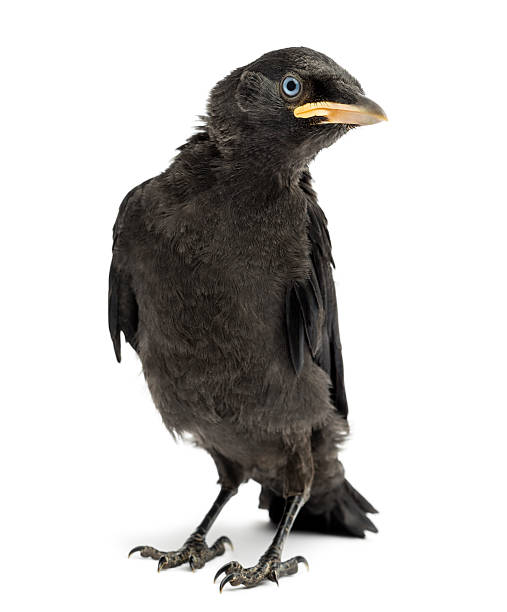 istock Western Jackdaw, Corvus monedula, 20 days old, isolated on white 453662641