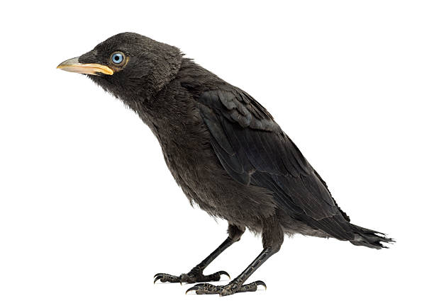 istock Western Jackdaw, Corvus monedula, 20 days old, isolated on white 453662653