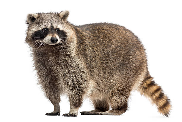 Beautiful Procyon Lotor, commonly known as raccoon Racoon, Procyon Iotor,  standing, isolated on white raccoon stock pictures, royalty-free photos & images