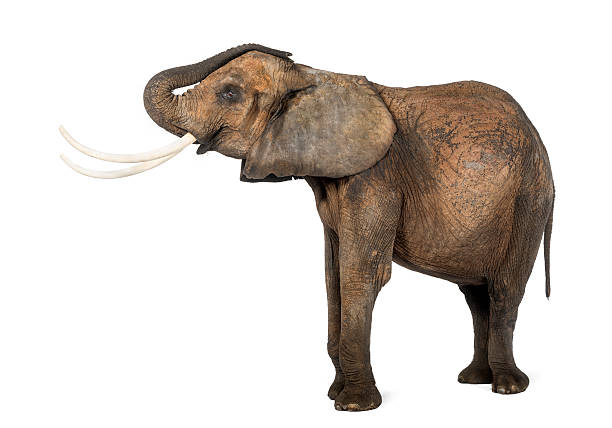 istock Side view of an African elephant lifting its trunk 453662693