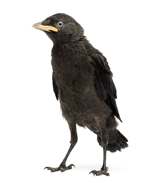 istock Western Jackdaw, Corvus monedula, 20 days old, isolated on white 453662743