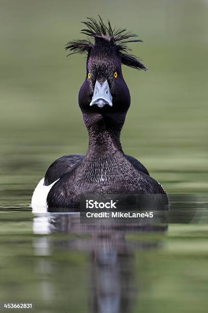 Tufted Duck Aythya Fuligula Stock Photo - Download Image Now - Animal Body Part, Animal Eye, Animal Wildlife