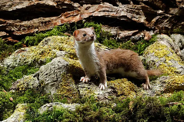 Weasel, Mustela nivalis, single mammal, captive, Midlands, September 2011