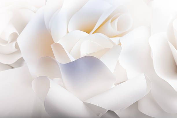 istock Beautiful roses on white background. 453663153